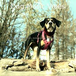 Serene Backdrops for Training Dogs