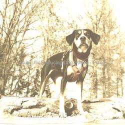 Chilled Reducing Dog Stress