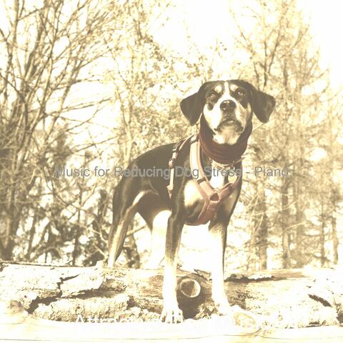 Music for Reducing Dog Stress - Piano