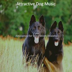 High Class Solo Piano Jazz - Vibe for Training Dogs