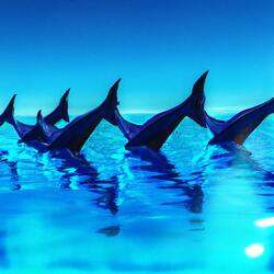 Swaying Palms of Paradise