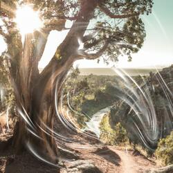 Sunlit Pathway