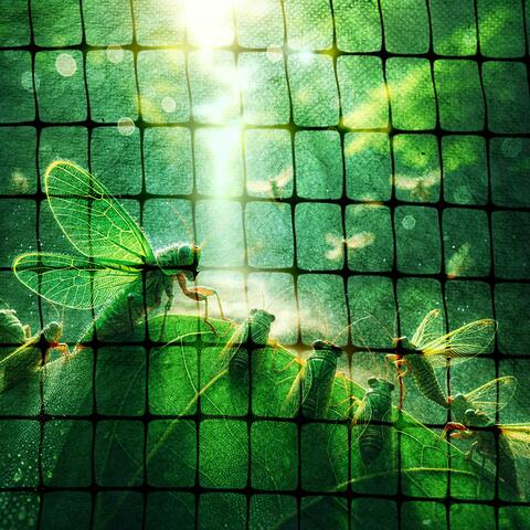 Grasshoppers Chirping in the Midday Summer Sun