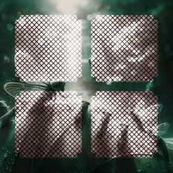 Rainforest Symphony of Cicadas