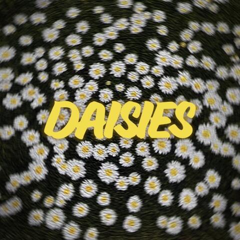 Daisies