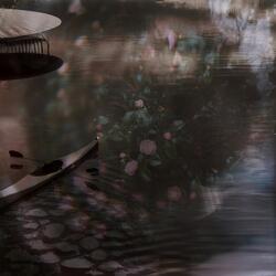 Caress of the Water Lilies