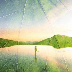 Harmonious Halcyon Harmony