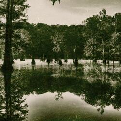 Flamenco of Flamingos