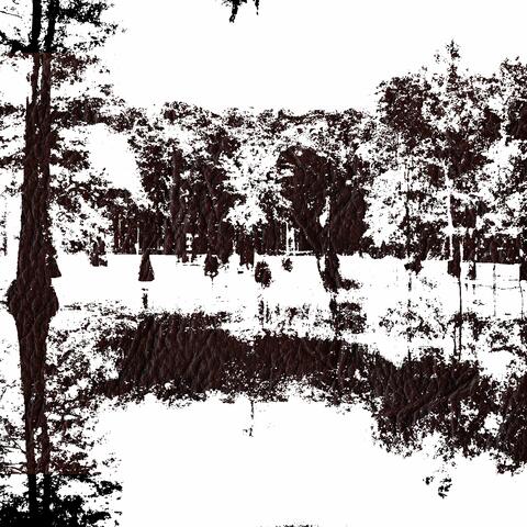 Snowy Owls in Moonlit Ballet