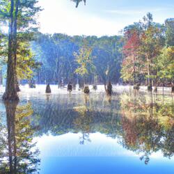 The Rhythmic Dance of the Eskimo Curlews