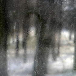 Hope for the Trees