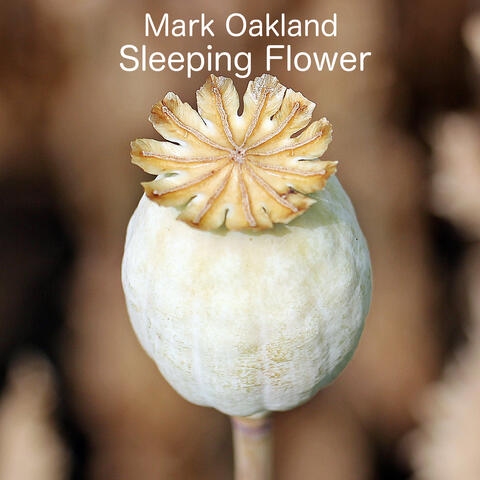 Sleeping Flower