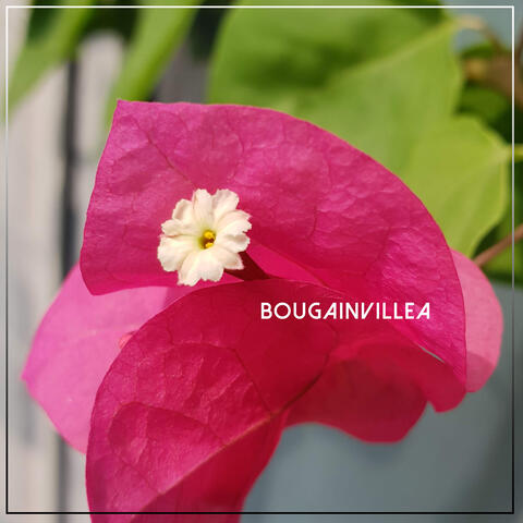 Bougainvillea