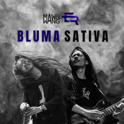 Bluma Sativa