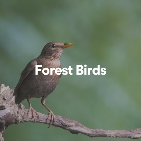 Forest Birds