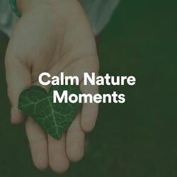Calm Nature Moments, Pt. 2