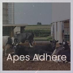 Apes Adhere