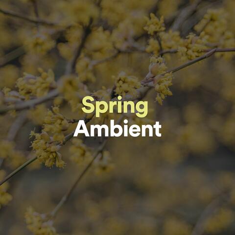 Ambient 11