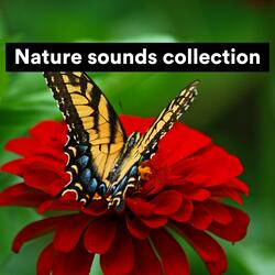 Nature sounds collection, Pt. 3