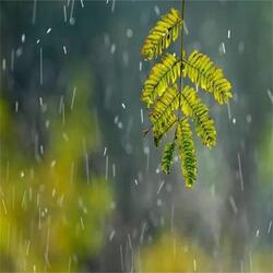 漫步在雨中