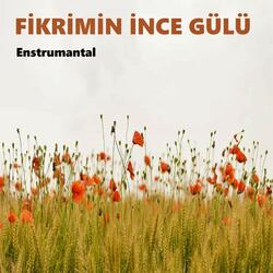 Fikrimin İnce Gülü