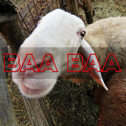 Baa baa