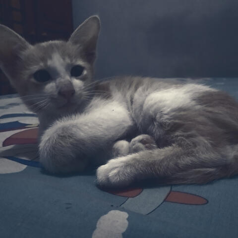 Blue Picture
