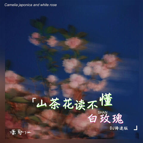 山茶花读不懂白玫瑰