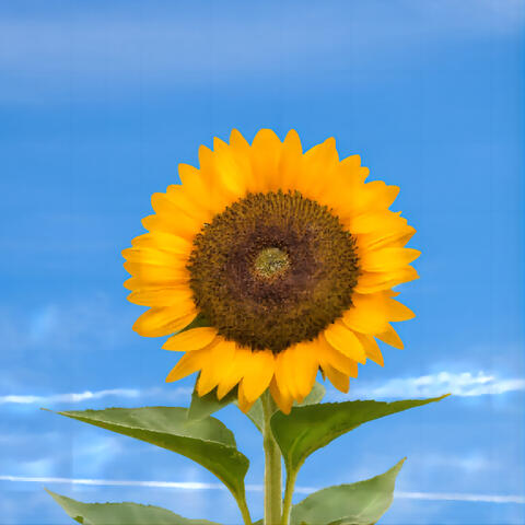 Hope