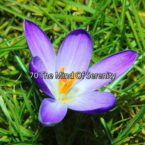 70 The Mind Of Serenity