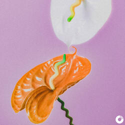 Anthurium