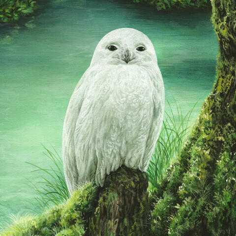 Whiite Owl
