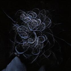 Bloodletting A Phantom Limb