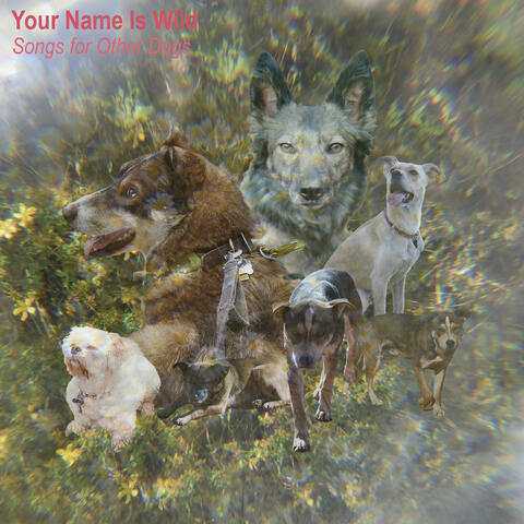 Songs for Other Dogs