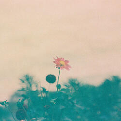 Dreamland