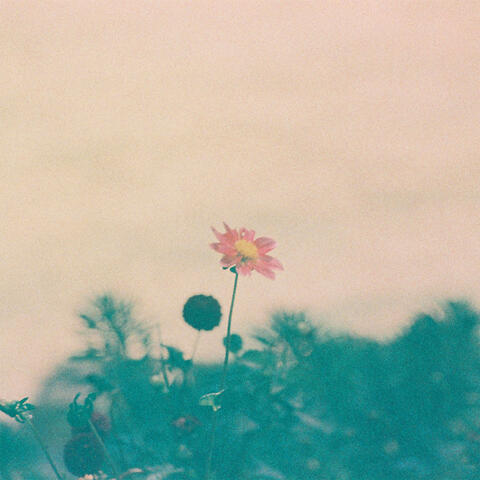 Dreamland