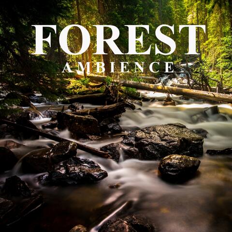Forest Ambience