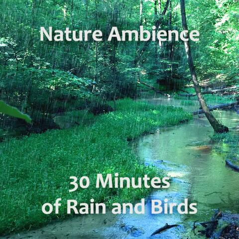 Rain and Birds Nature Ambience