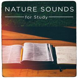 Sounds from a Field: Grasshoppers, Crows and Insects