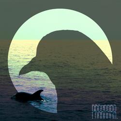 Lonely Dolphin Mystery