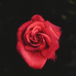 Bittersweet