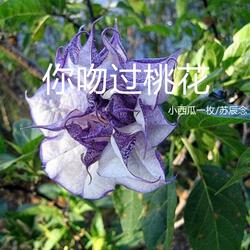 你吻过桃花