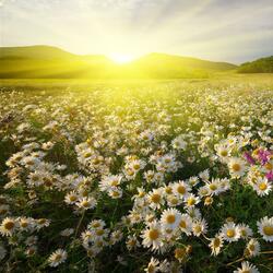 Daisies [Originally Performed by Katy Perry]
