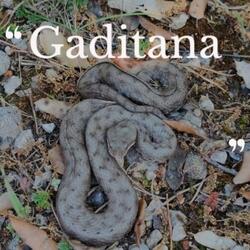 Gaditana