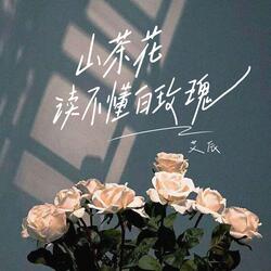 山茶花读不懂白玫瑰