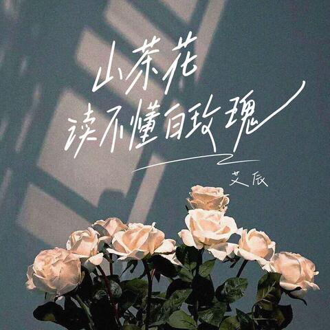 山茶花读不懂白玫瑰