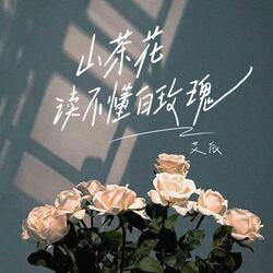 山茶花读不懂白玫瑰