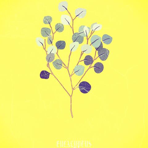 Eucalyptus