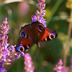 Butterflies piano sonata