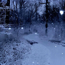 northern forest slowed